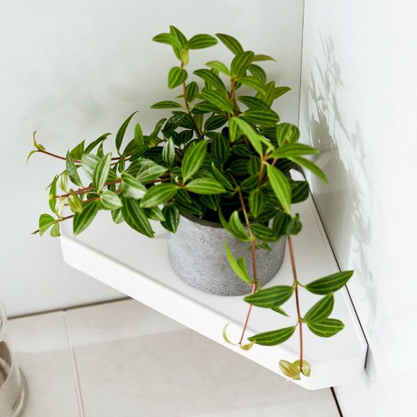 山崎実業 リバーシブルマグネットバスルームコーナーラック タワー tower | お風呂収納・タワーシリーズ